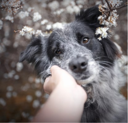 Attention Animal Lovers and Pet Parents!