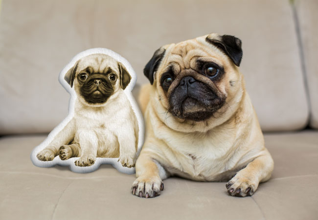 You’re Going to Love Your Custom Pet Shaped Pillow