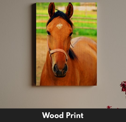 Personalised_Pet_Canvas