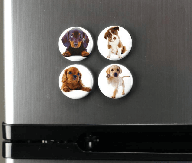 Create a Custom Pet Photo Magnet